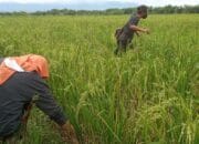5 Hektar Tanaman Padi di Madiun Diserang Virus