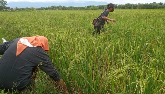 5 Hektar Tanaman Padi di Madiun Diserang Virus