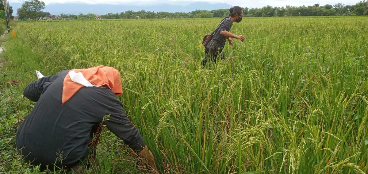 5 Hektar Tanaman Padi di Madiun Diserang Virus