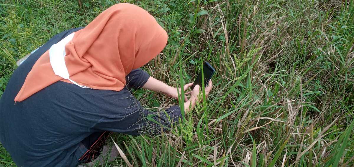 5 Hektar Tanaman Padi di Madiun Diserang