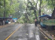 Pohon Tumbang di Citepus, Petugas Nataru Bergerak