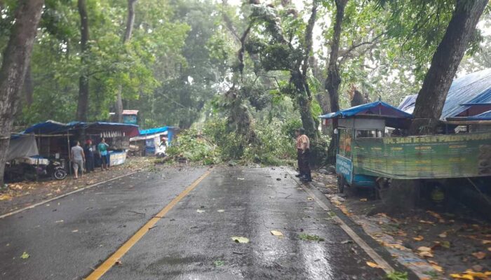 Pohon Tumbang di Citepus, Petugas Nataru Bergerak