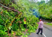 Pohon Tumbang di Leter S Cikidang Tak Menimbulkan Korban