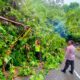 Pohon Tumbang di Leter S Cikidang Tak Menimbulkan Korban Jiwa