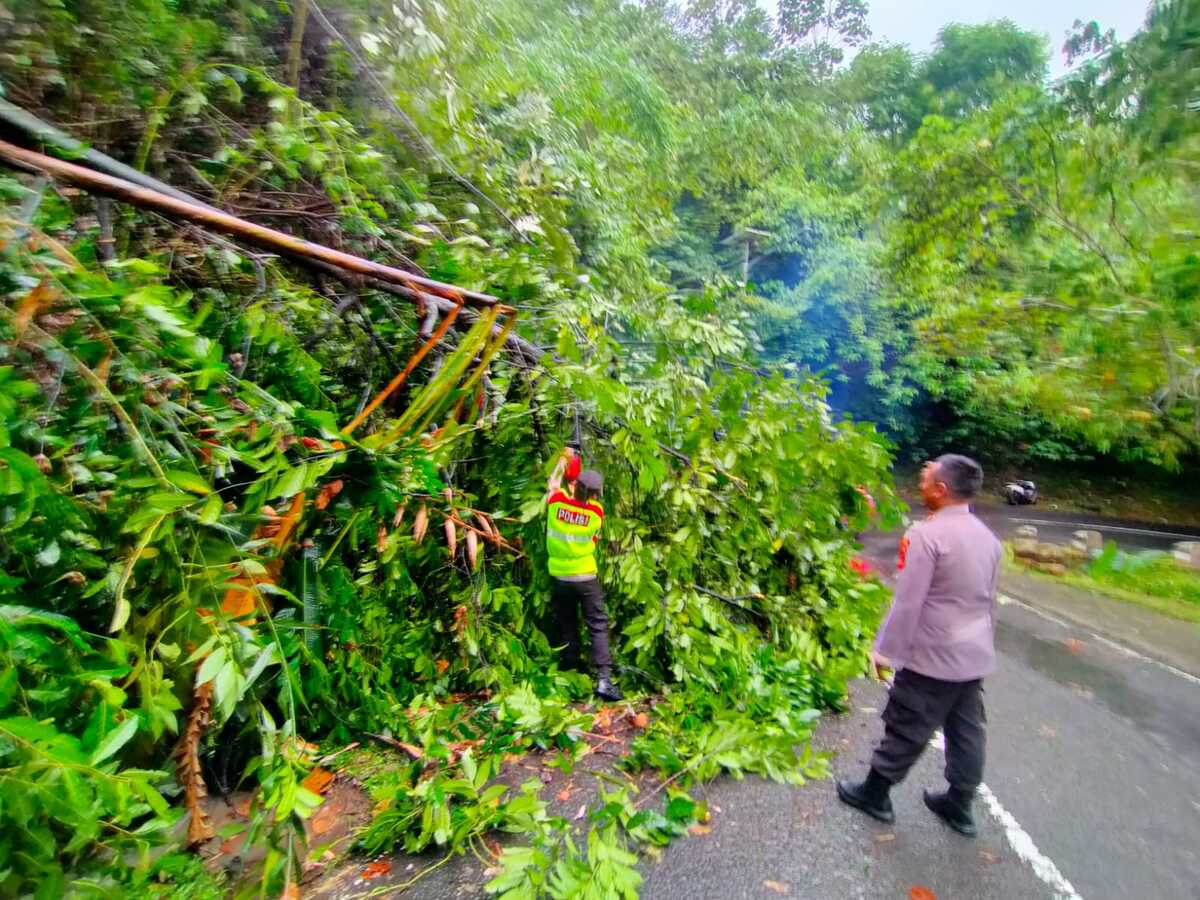 Pohon Tumbang di Leter S Cikidang Tak Menimbulkan Korban Jiwa