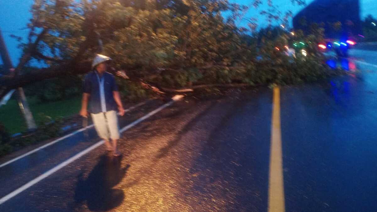 Hujan Angin Menumbangkan Pohon Besar