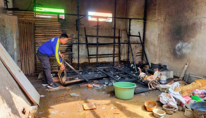 Kebakaran Kandang Ayam, Puluhan Ekor Terpanggang