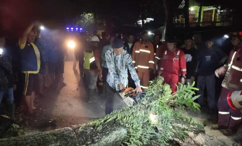 Pohon Tumbang di Cianjur Membuat Pemotor Kritis