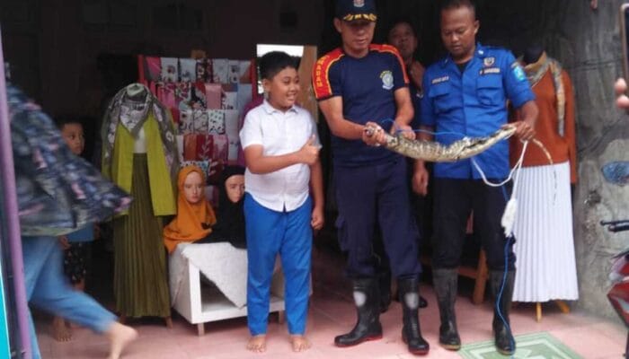 Ponorogo Heboh! Biawak Mengacak-acak Rumah Warga