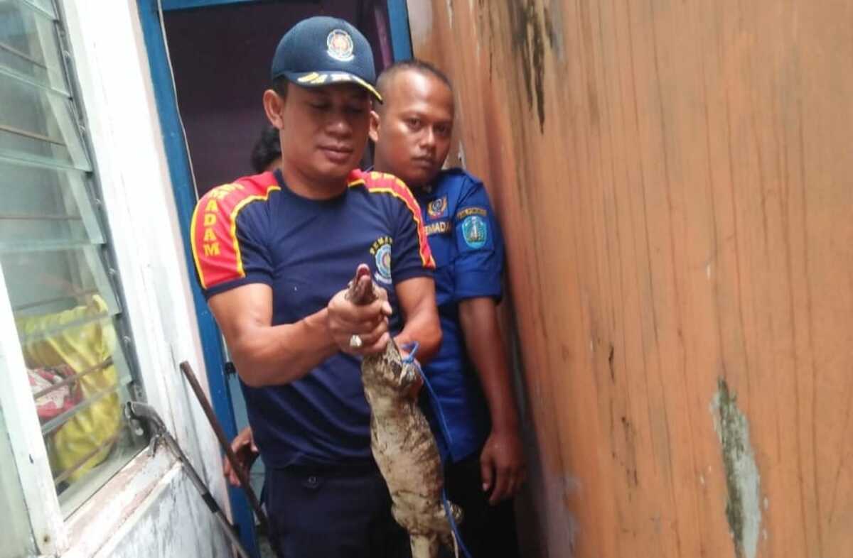 Ponorogo Heboh! Biawak Mengacak-acak Rumah Warga