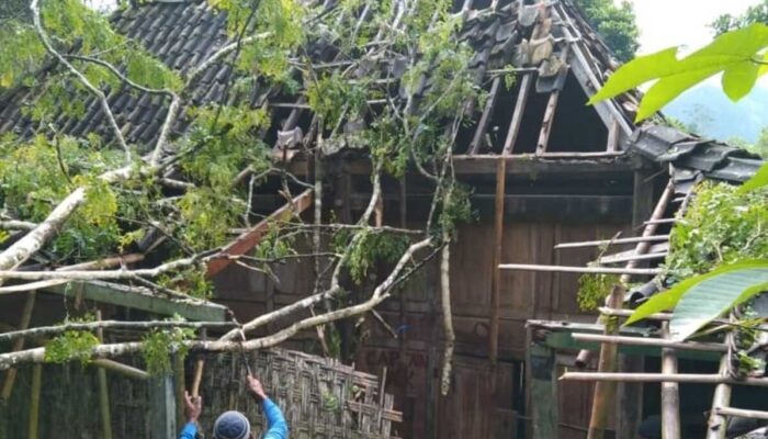 Rumah Janda Miskin di Pacitan Hancur Tertimpa Pohon