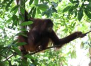 2 Orang Utan Dilepas ke Habitat oleh BKSDA KLHK Kalbar