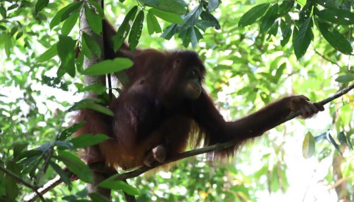 2 Orang Utan Dilepas ke Habitat oleh BKSDA KLHK Kalbar