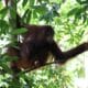 2 Orang Utan Dilepas ke Habitat oleh BKSDA KLHK Kalbar