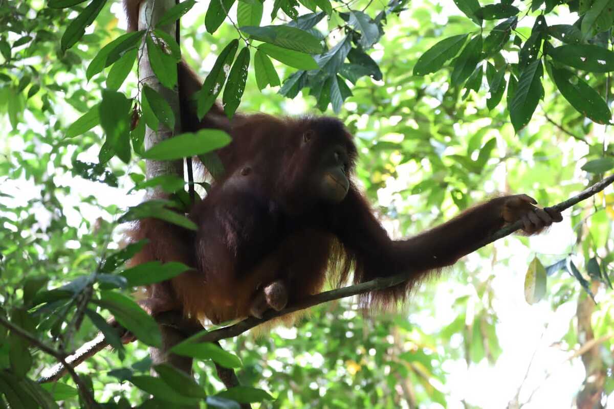 2 Orang Utan Dilepas ke Habitat oleh BKSDA KLHK Kalbar