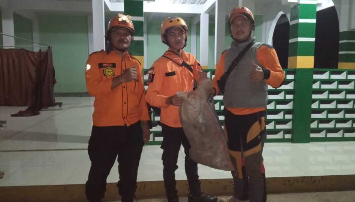 2 Sarang Tawon Vespa Dijinakkan Retana Cianjur