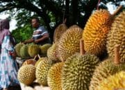 Cuaca Ekstrem Hantam Petani Durian di Madiun