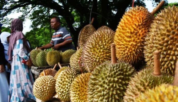 Cuaca Ekstrem Hantam Petani Durian di Madiun