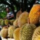 Cuaca Ekstrem Hantam Petani Durian di Madiun, Panennya Melorot