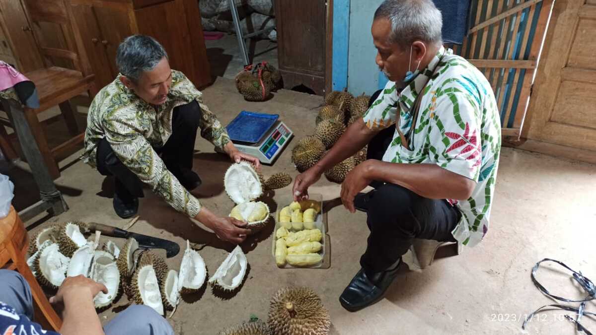 Cuaca Ekstrem Hantam Petani Durian di Madiun, Panennya Melorot