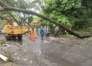 Pohon Tumbang di Jalan Jajaway, Lalu-lintas Tutup Buka