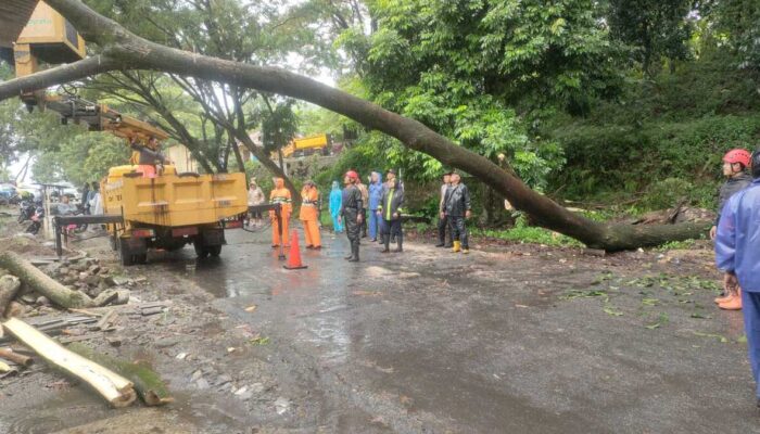 Pohon Tumbang di Jalan Jajaway, Lalu-lintas Tutup Buka