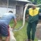 Ular Piton Pemangsa Ternak Warga Ditangkap