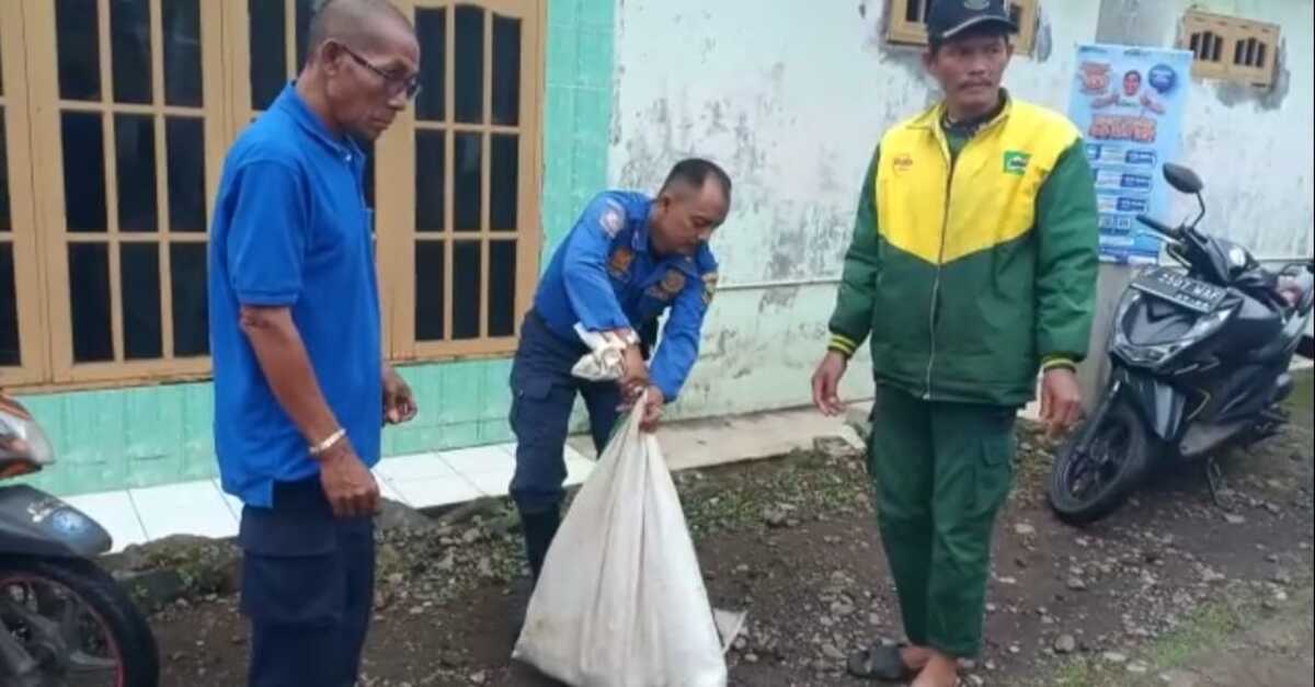 Ular Piton Pemangsa Ternak Warga Ditangkap