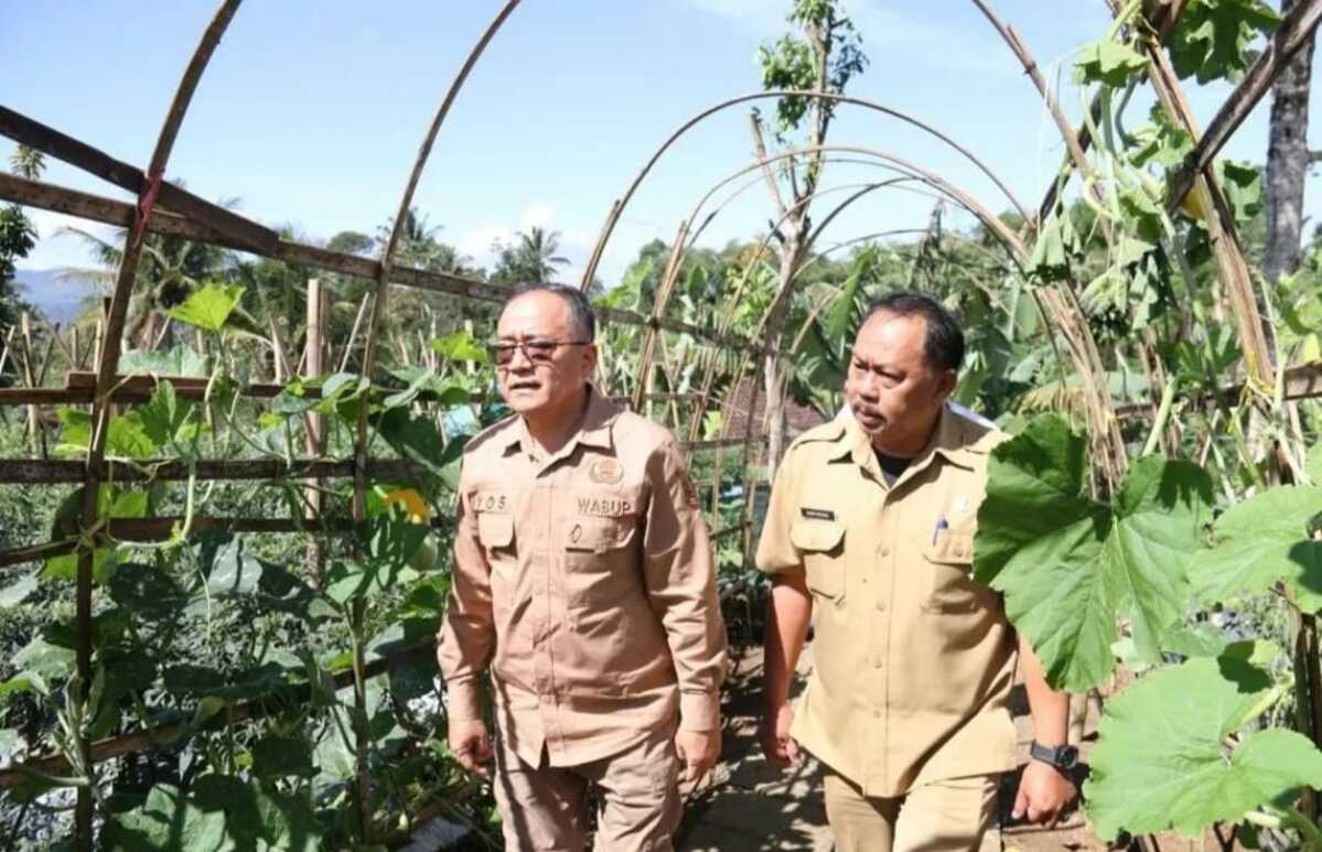 Iyos Panen Raya Cabai Program Ketahanan Pangan