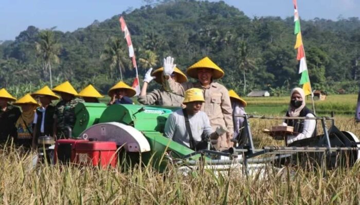 Kabupaten Sukabumi Gerakan Panen Padi Nusantara