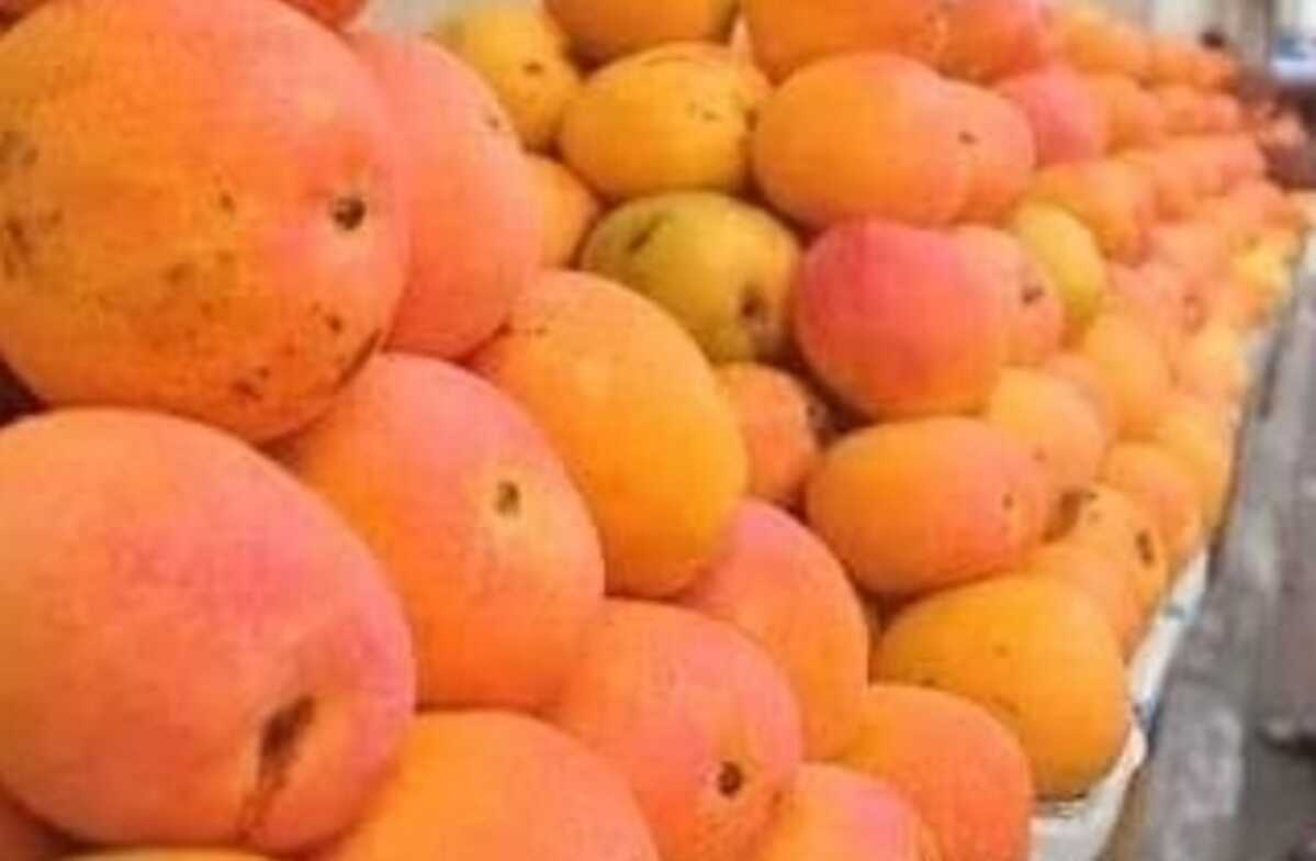 Mangga Gedong Gincu dari Sumedang Akan Merambah ke Jepang