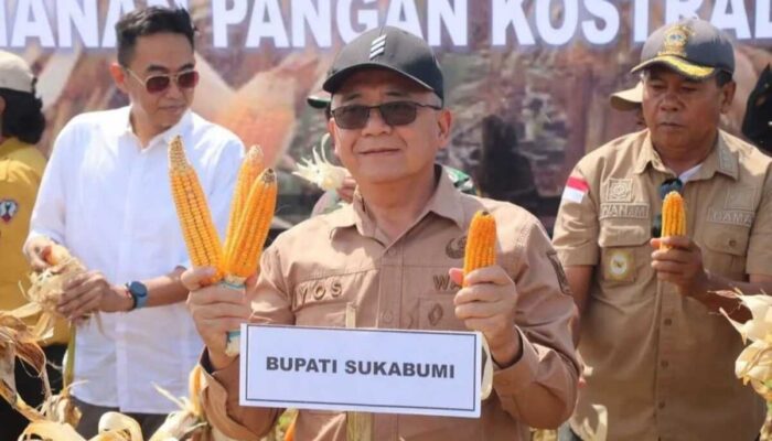 Panen Jagung di Ciemas, Begini Harapan Wabup Sukabumi