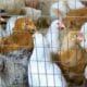 Pemkot Cimahi Akan Vaksinasi Massal Flu Burung