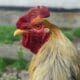 Puluhan Unggas di Kota Cimahi Mati Mendadak
