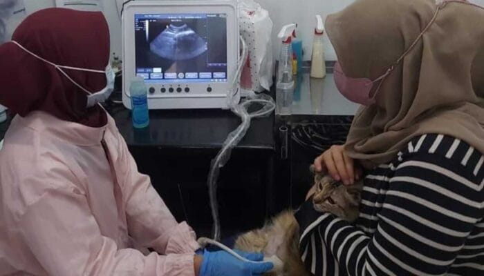 UPTD Klinik Hewan Kota Bandung Buka Pemeriksaan Gratis