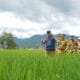 Walikota Sukabumi Ikut Panen Bawang Merah