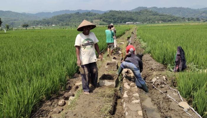 TPT Desa Sukaratu Cianjur Diduga Menyalahi Aturan