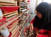 Riska Prianti Warga Kota Cimahi Sukses dari Burung Puyuh