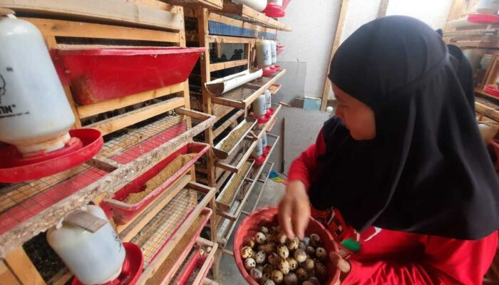 Riska Prianti Warga Kota Cimahi Sukses dari Burung Puyuh