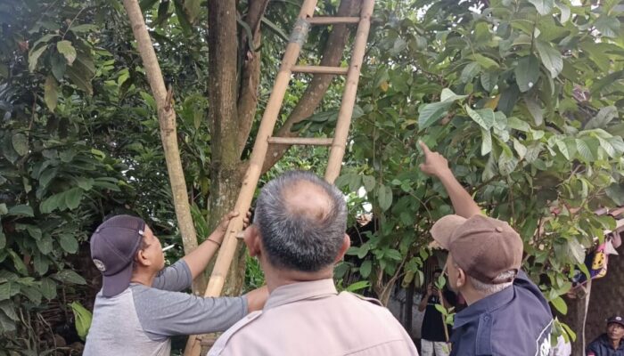 Seorang Kakek Gantung Diri di Pohon Mangga di Cianjur