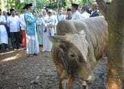 Ridwan Kamil Tinjau Pemotongan Hewan Kurban