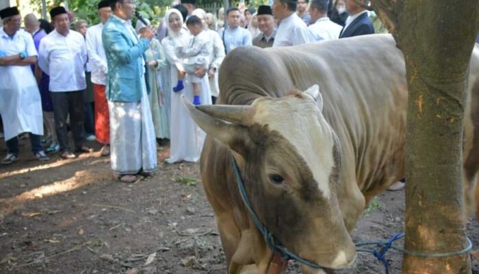 Ridwan Kamil Tinjau Pemotongan Hewan Kurban