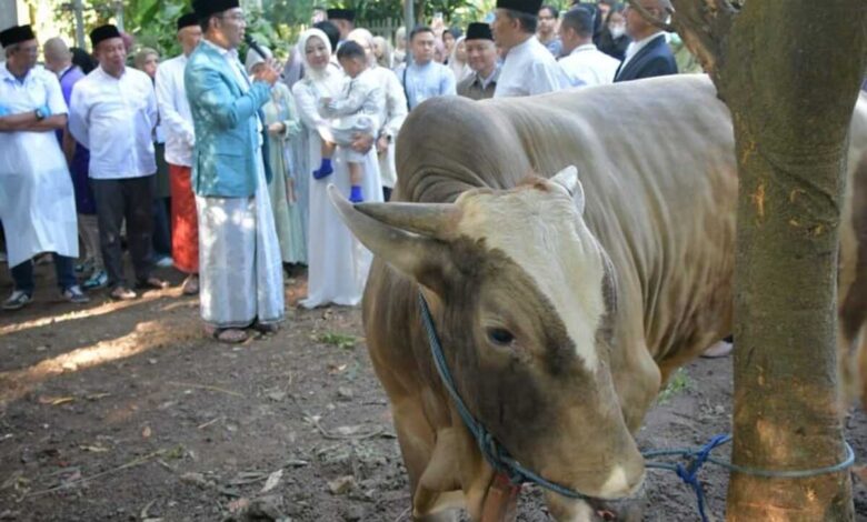 Ridwan Kamil Tinjau Pemotongan Hewan Kurban