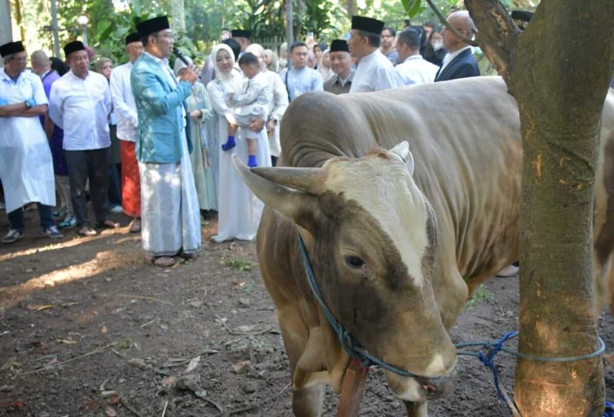 Ridwan Kamil Tinjau Pemotongan Hewan Kurban