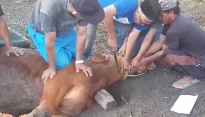 Seorang Jurnalis Tiap Tahun Jadi Jagal Hewan Kurban
