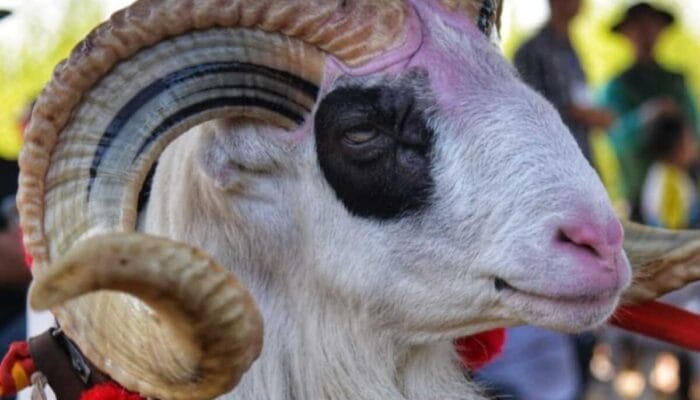 1.500 Peserta Ramaikan Kontes Ternak di Sumedang