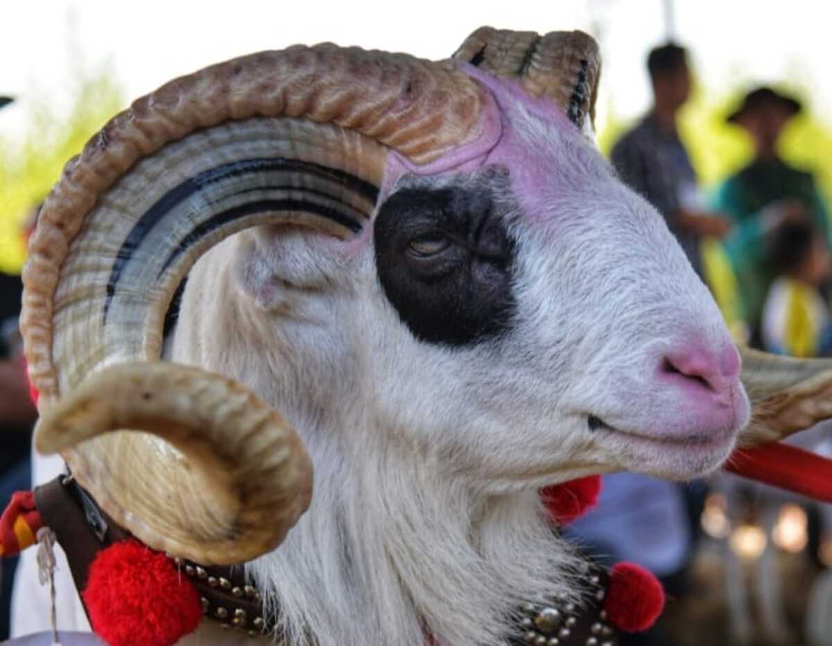 1.500 Peserta Ramaikan Kontes Ternak di Sumedang