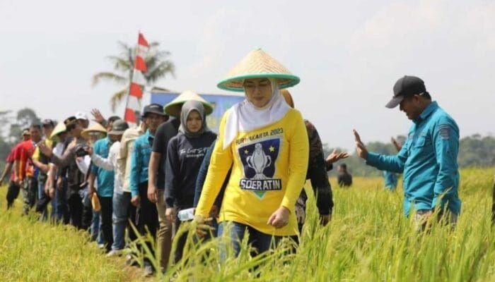 Ambu Anne Panen Padi Musim Gadu di Desa Taringgul