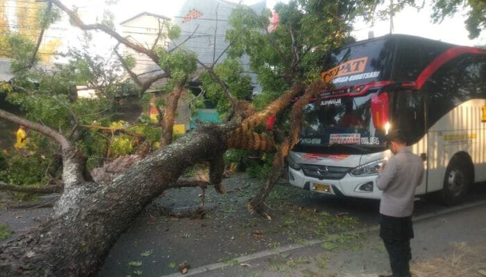 Pohon Tumbang Menimpa Bus Tengah Melintas di Magetan