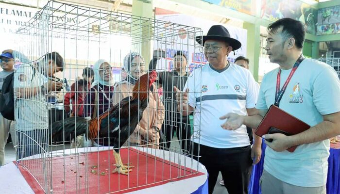 Shamo Expo 3 Wadah Penggemar Ayam Hias & Reftil